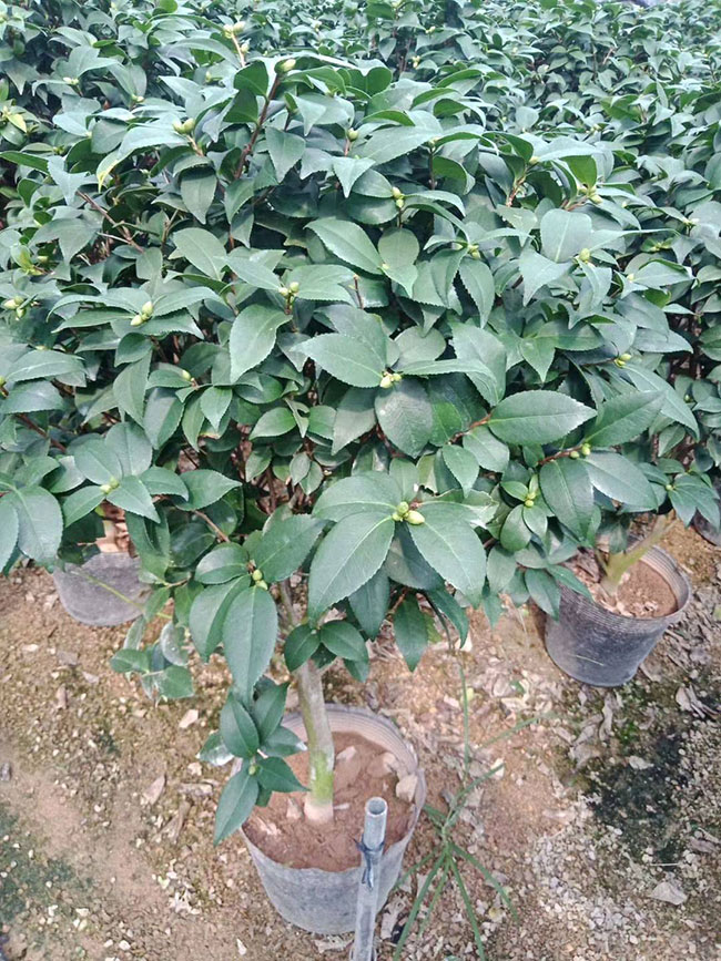 茶花多少钱一棵?2020山茶花苗价格行情 茶花多少钱一棵?2020山茶花苗价格行情