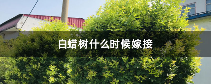 白蜡树什么时候嫁接 白蜡树什么时候嫁接