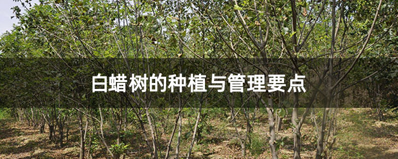 白蜡树的种植与管理要点 白蜡树的种植与管理要点