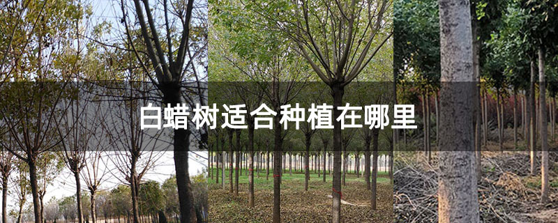 白蜡树适合种植在哪里 白蜡树适合种植在哪里
