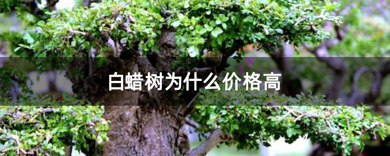 白蜡树为什么价格高 白蜡树为什么价格高