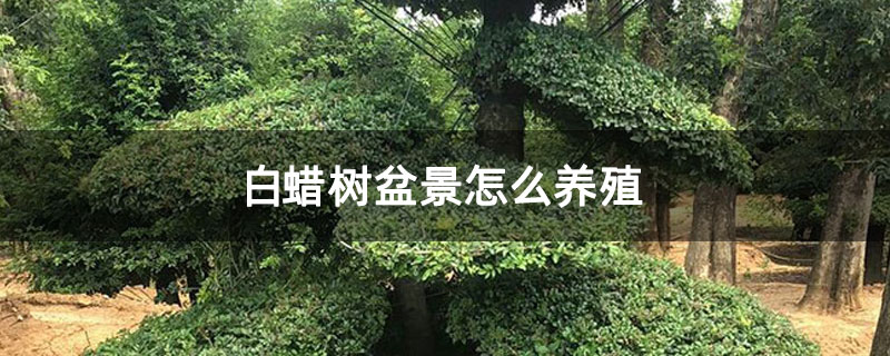 白蜡树盆景怎么养殖 白蜡树盆景怎么养殖