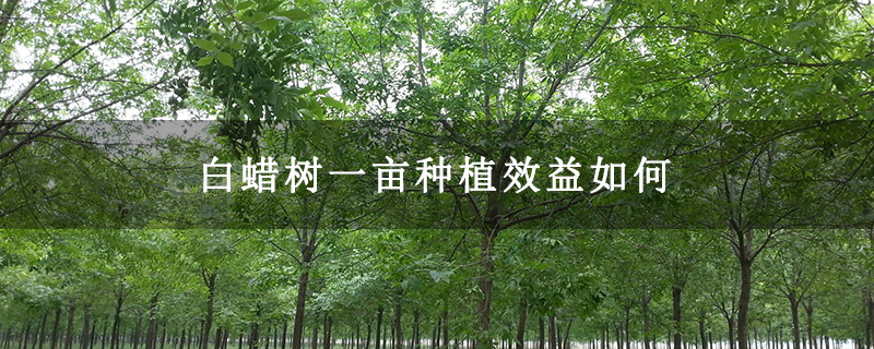白蜡树一亩种植效益如何 白蜡树一亩种植效益如何