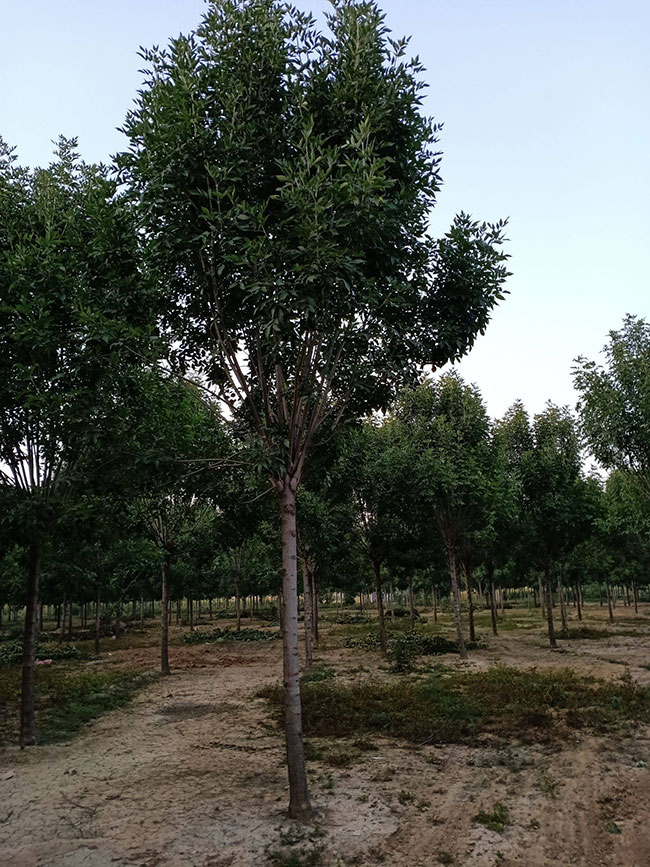 白蜡树 白蜡树