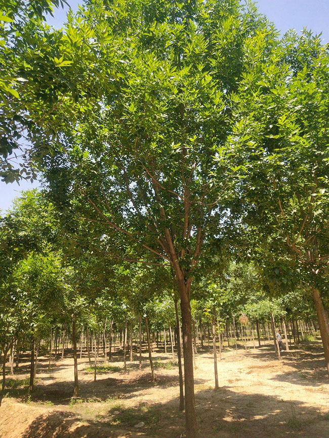 白蜡树 白蜡树