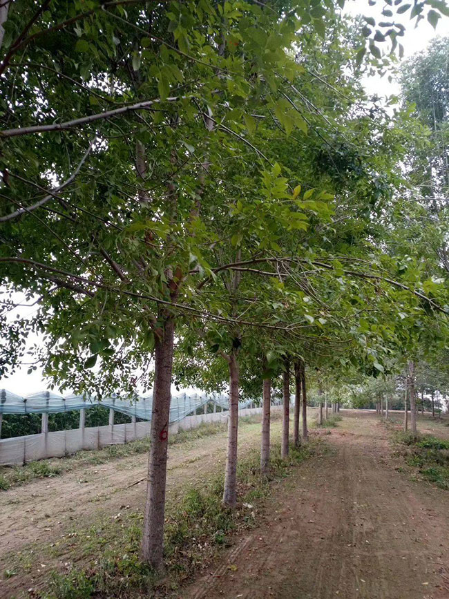 白蜡树 白蜡树