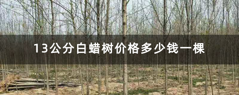 13公分白蜡树价格多少钱一棵 13公分白蜡树价格多少钱一棵