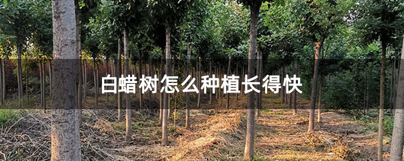 白蜡树怎么种植长得快 白蜡树怎么种植长得快