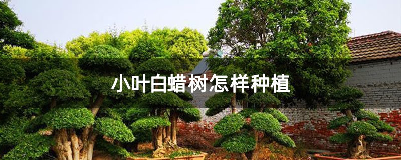 小叶白蜡树怎样种植 小叶白蜡树怎样种植