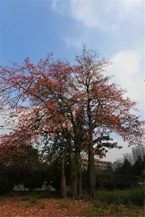 美丽异木棉基地实拍图片