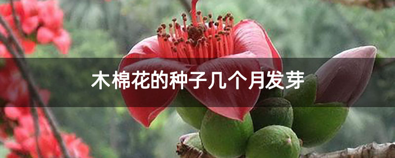 木棉花的种子几个月发芽 木棉花的种子几个月发芽