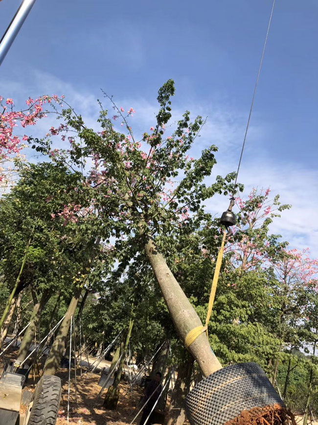 木棉花怎么种植?木棉花种植方法 木棉花怎么种植?木棉花种植方法