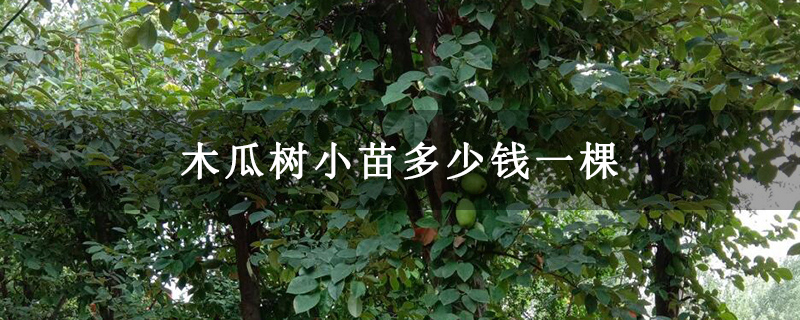 木瓜树小苗多少钱一棵 木瓜树小苗多少钱一棵
