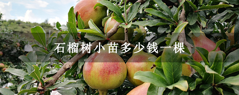 石榴树小苗多少钱一棵 石榴树小苗多少钱一棵