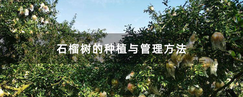 石榴基地 石榴基地
