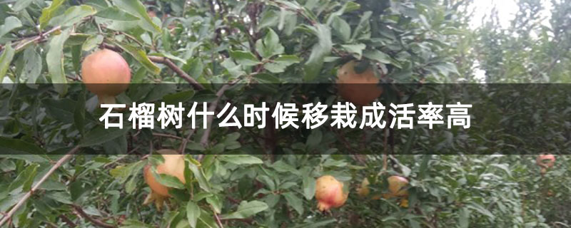 石榴树什么时候移栽成活率高 石榴树什么时候移栽成活率高