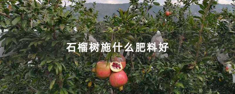 石榴树施什么肥料好 石榴树施什么肥料好