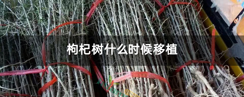 枸杞树什么时候移植 枸杞树什么时候移植