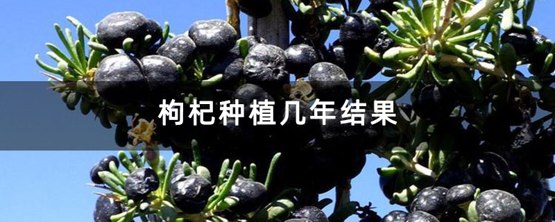 枸杞种植几年结果 枸杞种植几年结果