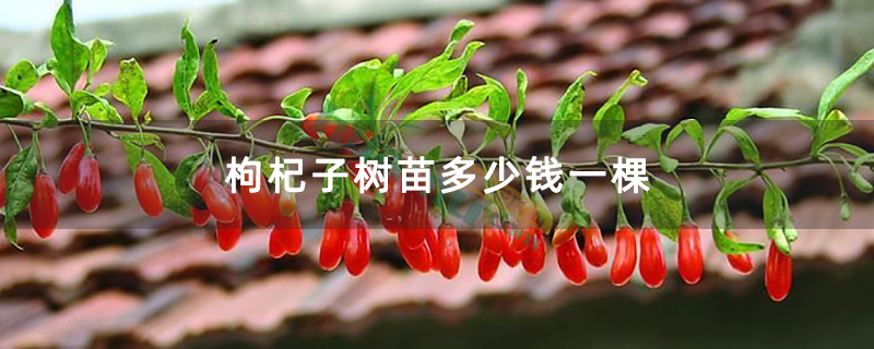枸杞子树苗多少钱一棵 枸杞子树苗多少钱一棵