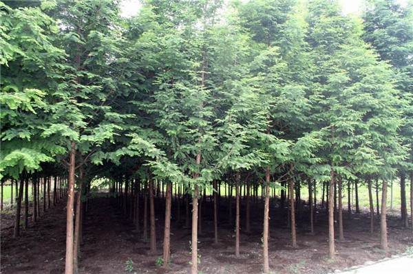 江苏水杉基地实拍图片