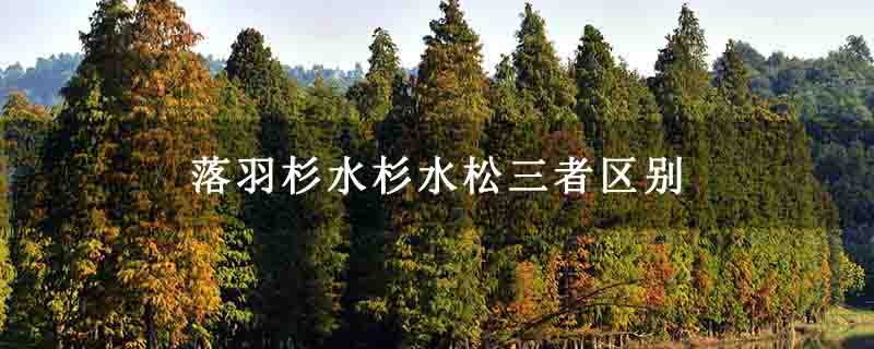 落羽杉水杉水松三者区别 落羽杉水杉水松三者区别