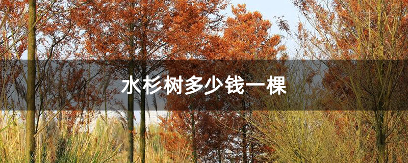 水杉树多少钱一棵 水杉树多少钱一棵