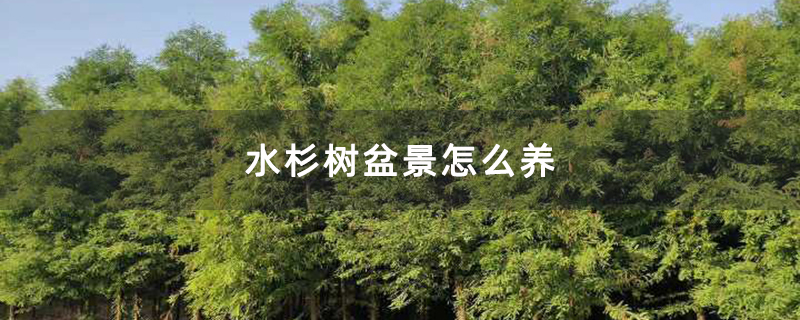 水杉树盆景怎么养 水杉树盆景怎么养