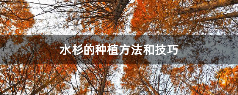 水杉的种植方法和技巧 水杉的种植方法和技巧