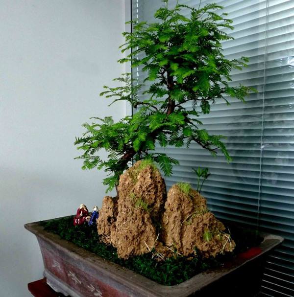 水杉盆景 水杉盆景