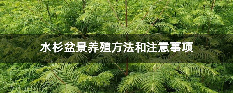 水杉盆景养殖方法和注意事项 水杉盆景养殖方法和注意事项