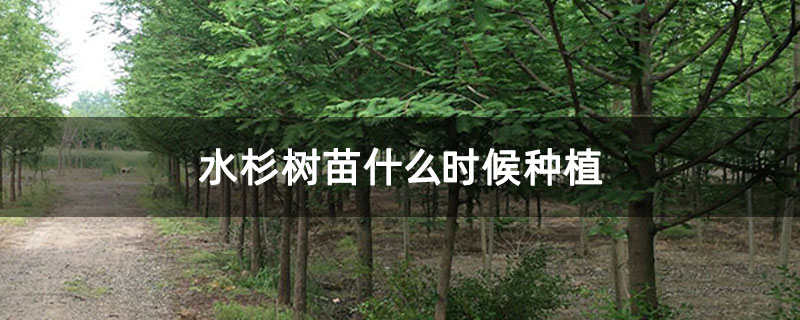 水杉树苗什么时候种植 水杉树苗什么时候种植