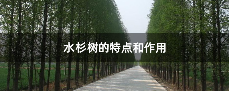 水杉树的特点和作用 水杉树的特点和作用