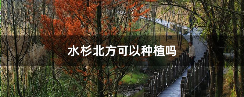 水杉北方可以种植吗 水杉北方可以种植吗