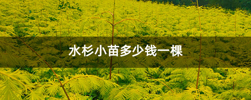 水杉小苗多少钱一棵 水杉小苗多少钱一棵