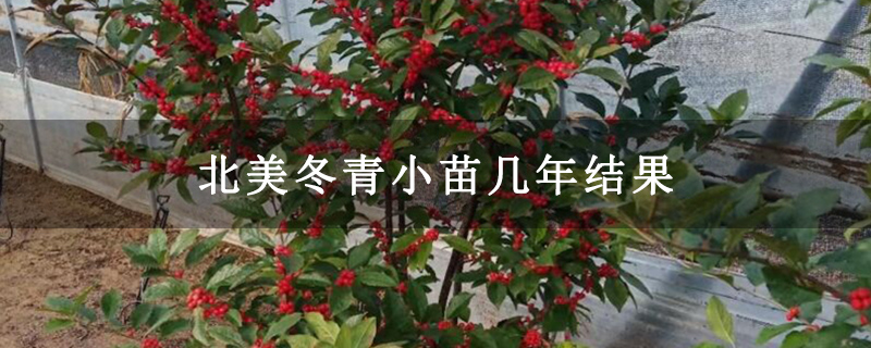 北美冬青小苗几年结果 北美冬青小苗几年结果