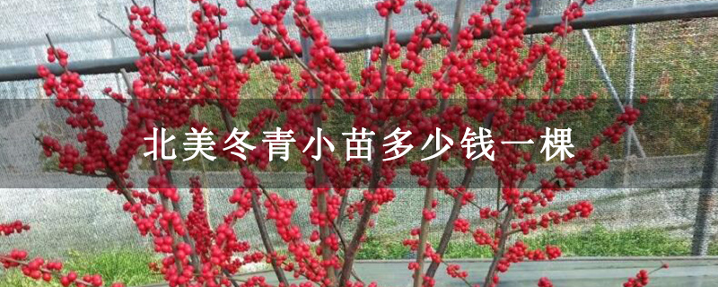 北美冬青小苗多少钱一棵 北美冬青小苗多少钱一棵