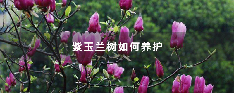 开花的紫玉兰 开花的紫玉兰