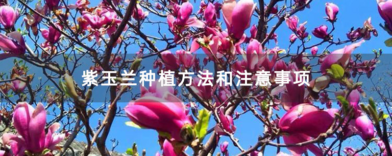 盛花期的紫玉兰 盛花期的紫玉兰