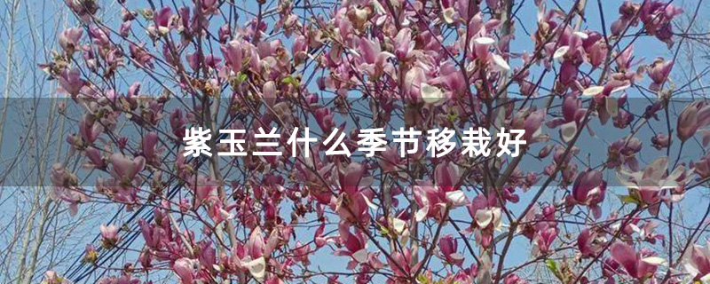 紫玉兰花 紫玉兰花
