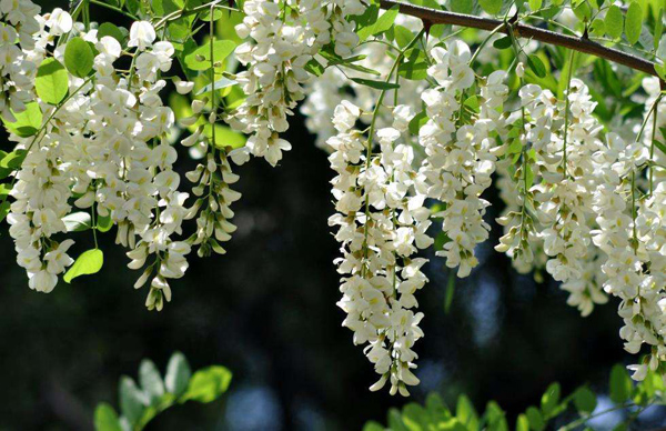 槐花 槐花