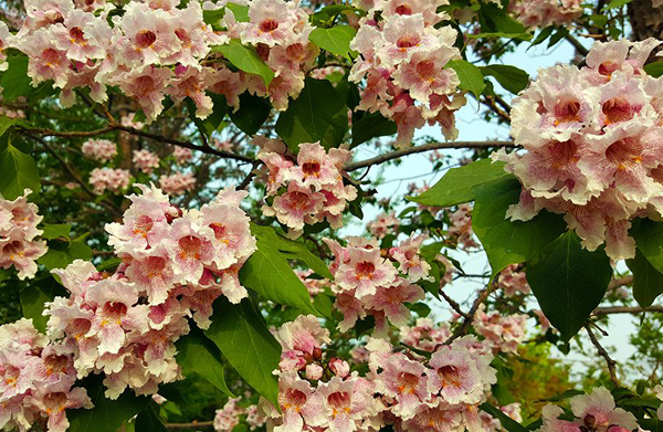 楸树花 楸树花