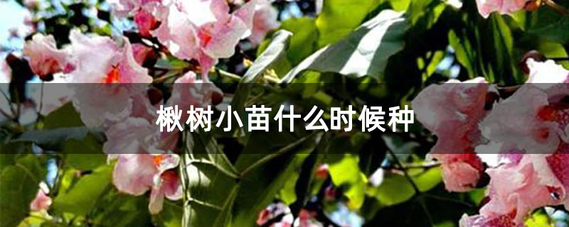 楸树小苗什么时候种