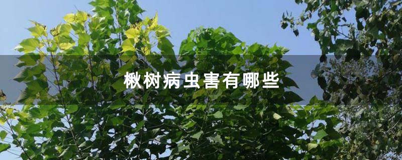 楸树苗圃 楸树苗圃