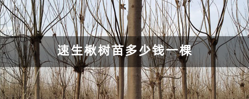 速生楸树苗多少钱一棵 速生楸树苗多少钱一棵