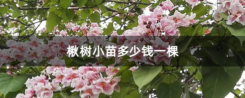 楸树小苗多少钱一棵 楸树小苗多少钱一棵
