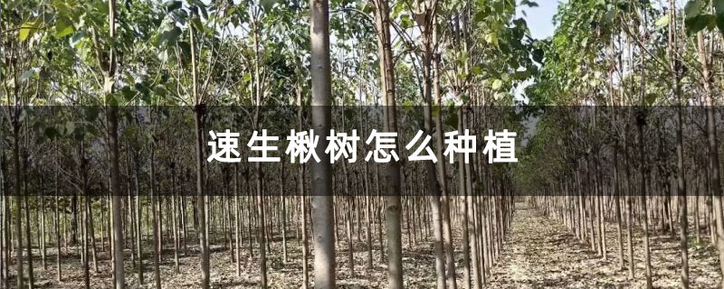 速生楸树怎么种植 速生楸树怎么种植
