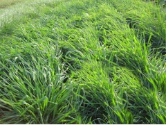 冬季稻田可以种植什么牧草品种