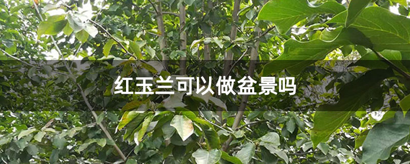 红玉兰可以做盆景吗 红玉兰可以做盆景吗