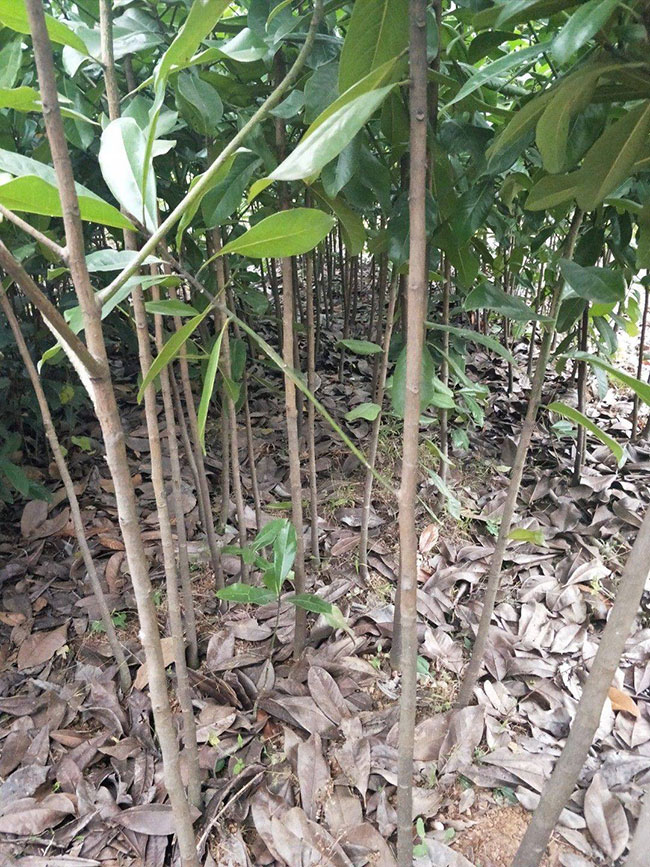 广玉兰树价格多少钱一棵?广玉兰树的种植技术 广玉兰树价格多少钱一棵?广玉兰树的种植技术